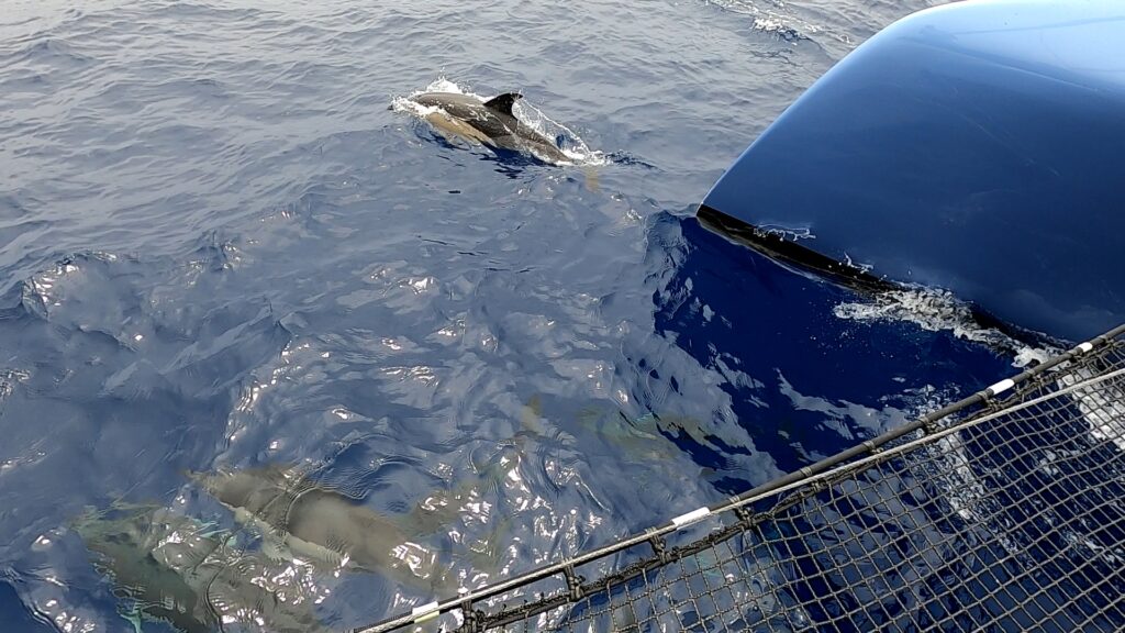 gunboat68 bow with dolphin in water